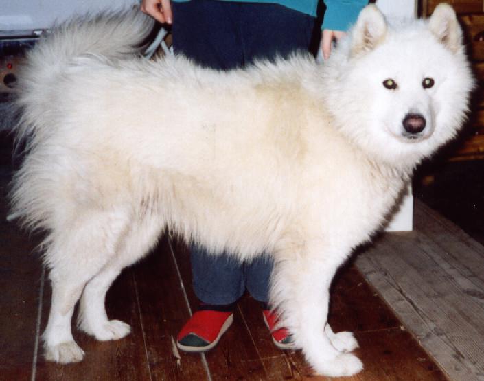 Balou00.jpg