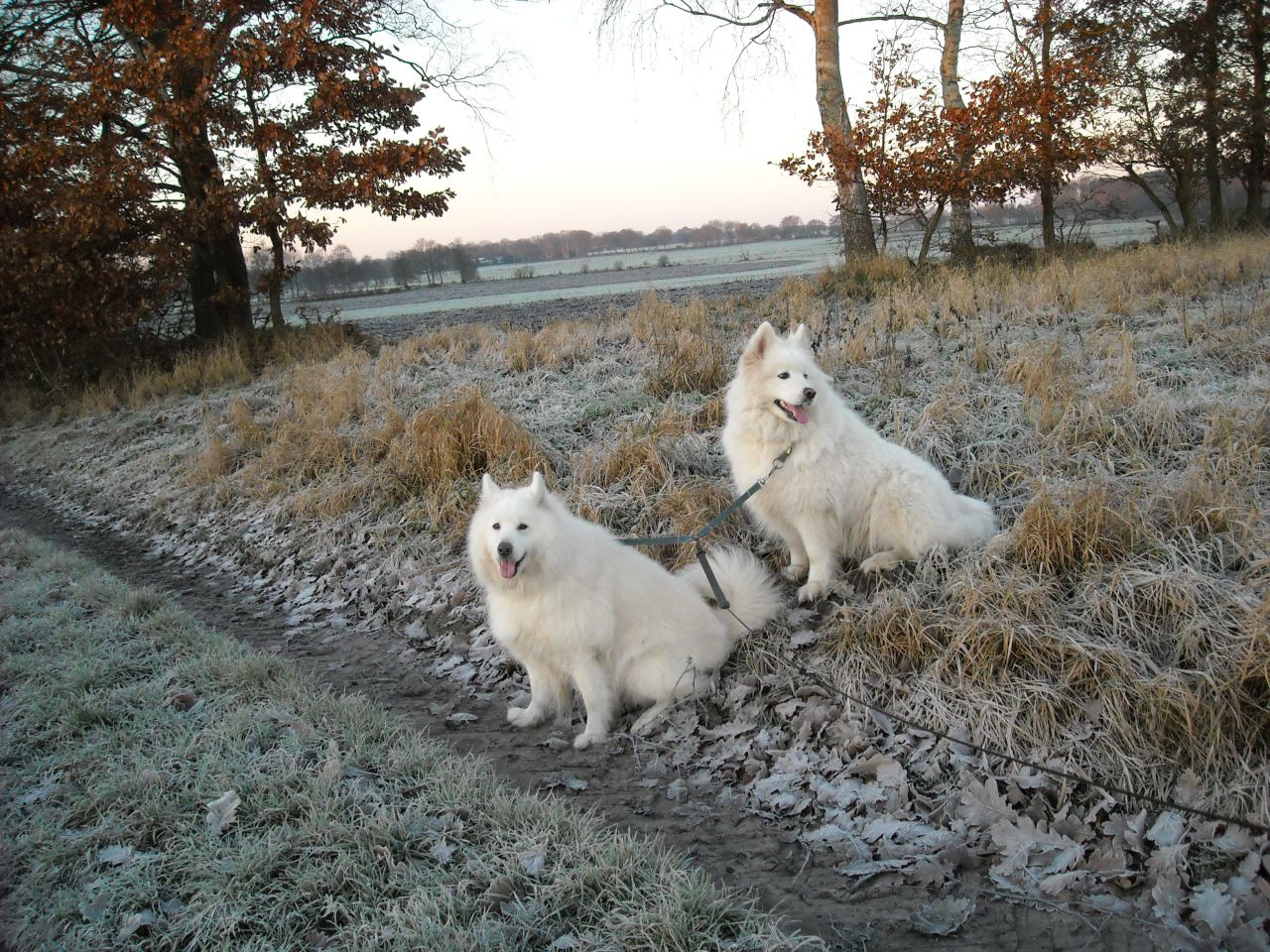 Balou02.jpg