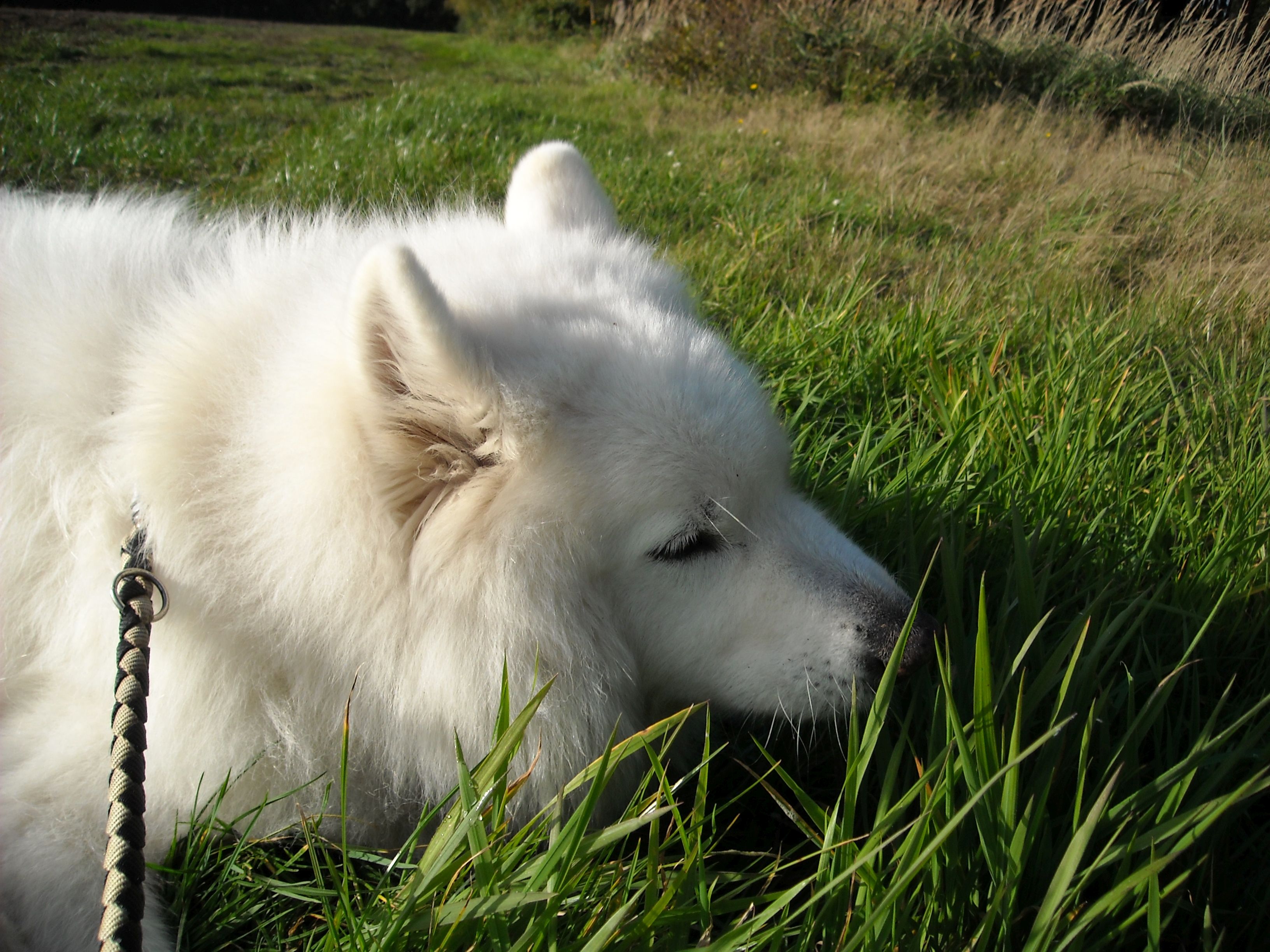 Balou03.jpg