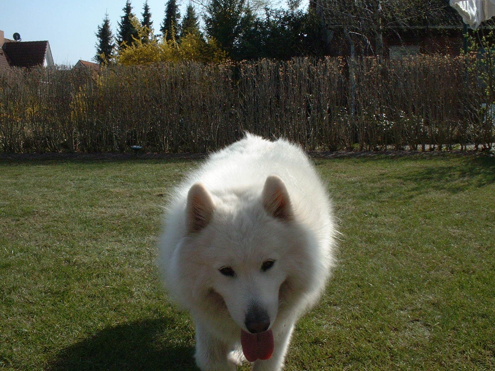 Balou09.jpg