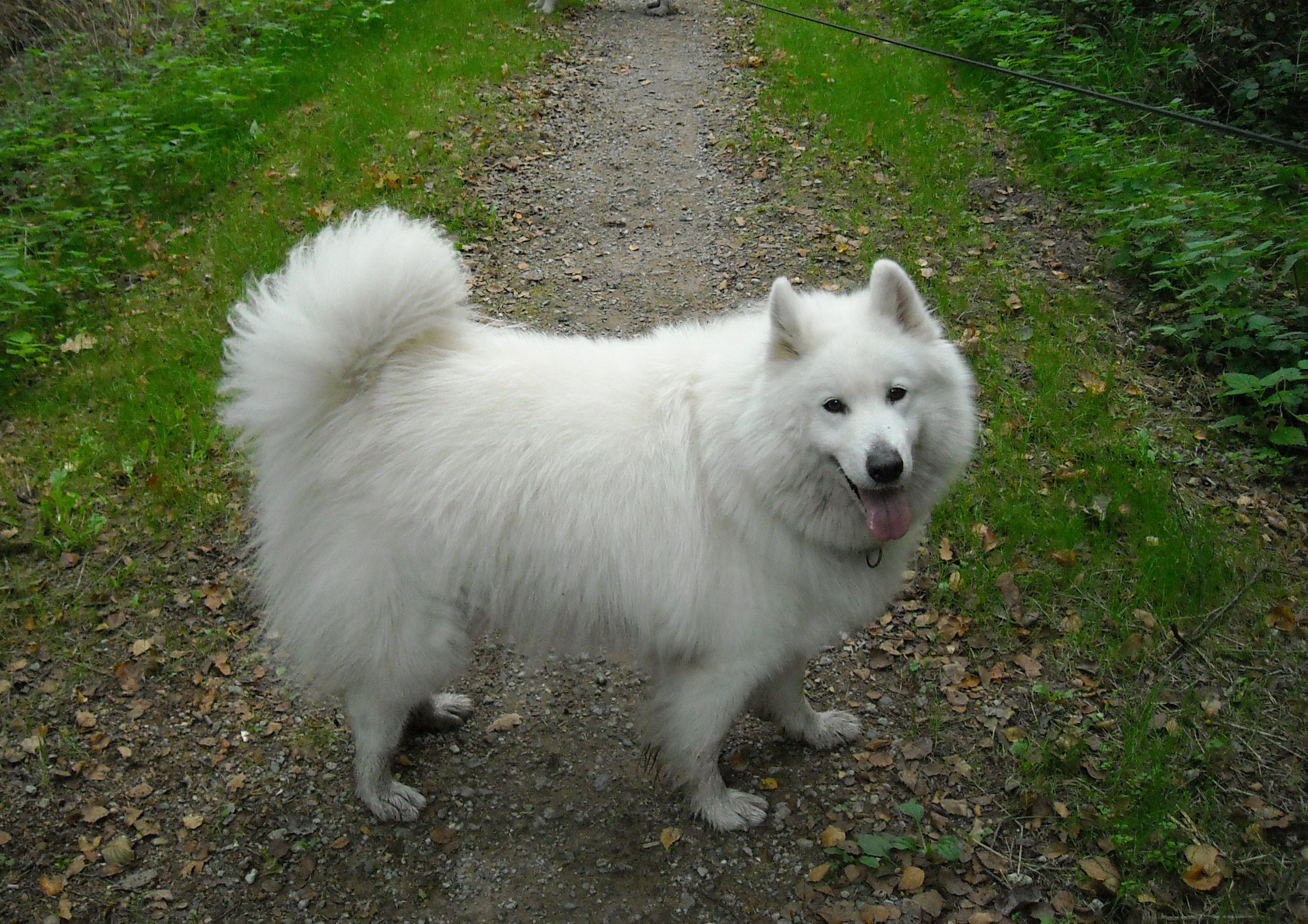 Balou12.jpg