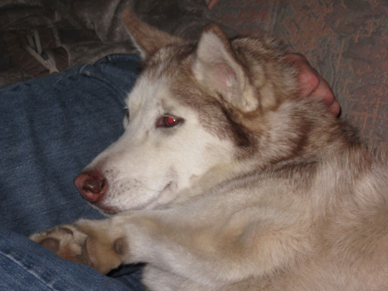 charky011.jpg