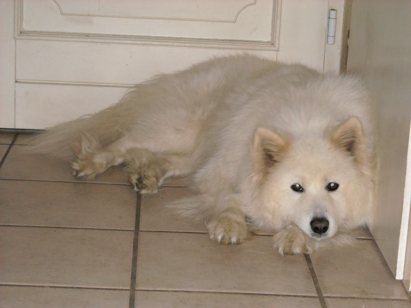 chessi002.jpg