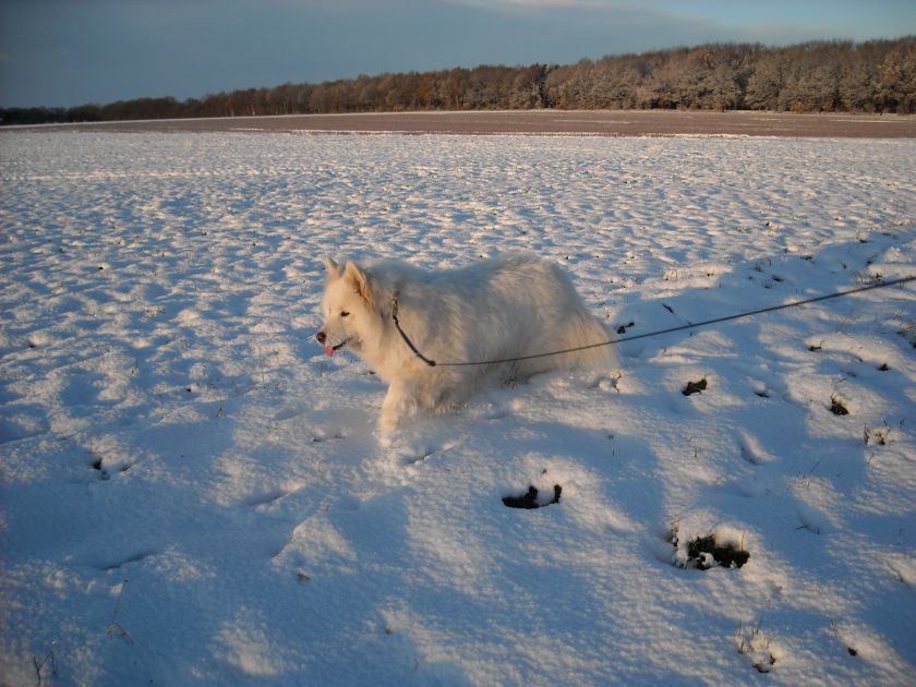 chessi006.jpg