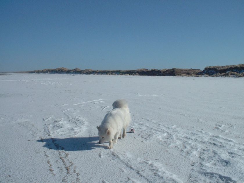 chessi009.jpg
