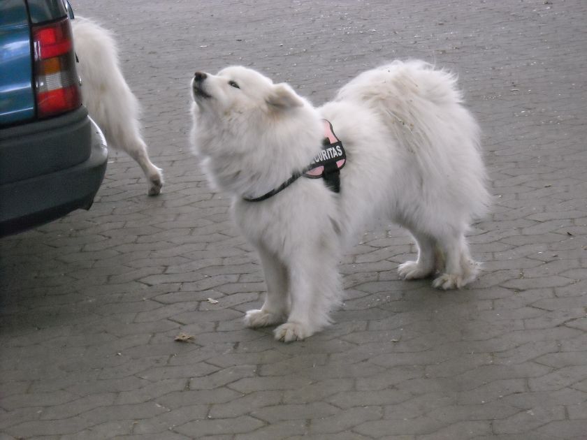 chessi021.jpg