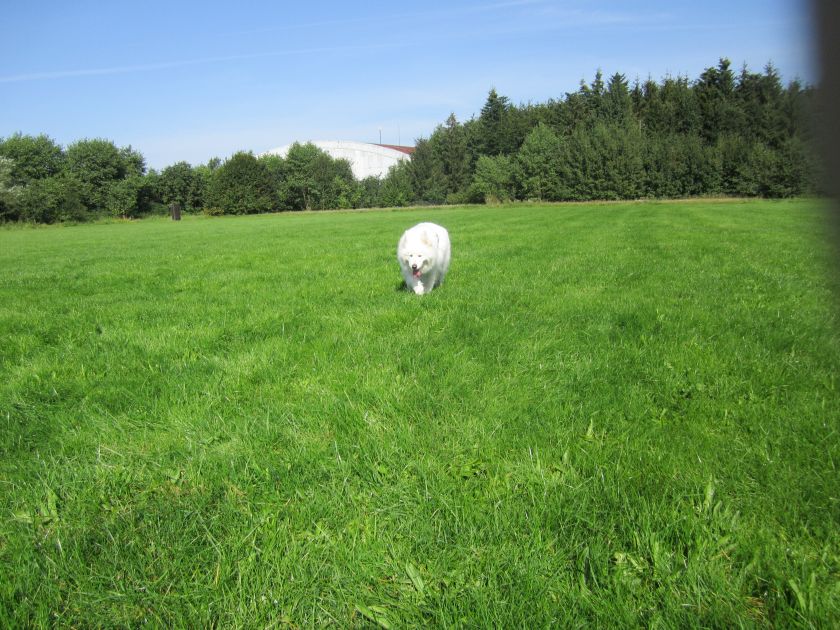 chessi028.jpg