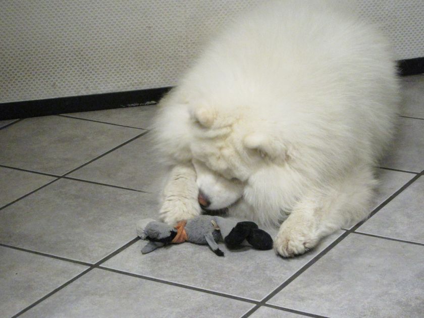 elmo03.jpg
