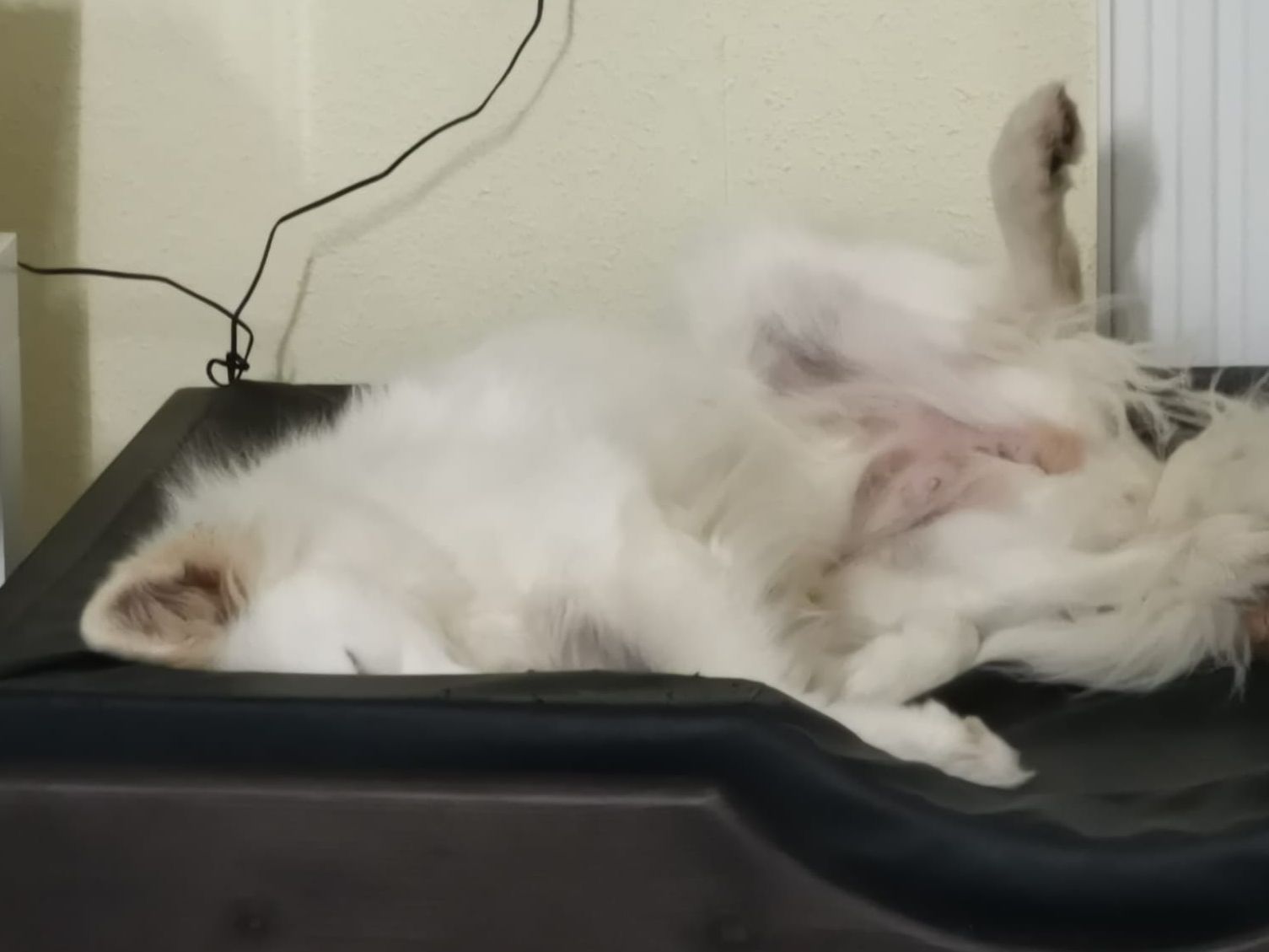 knuffelwuff_b.jpg