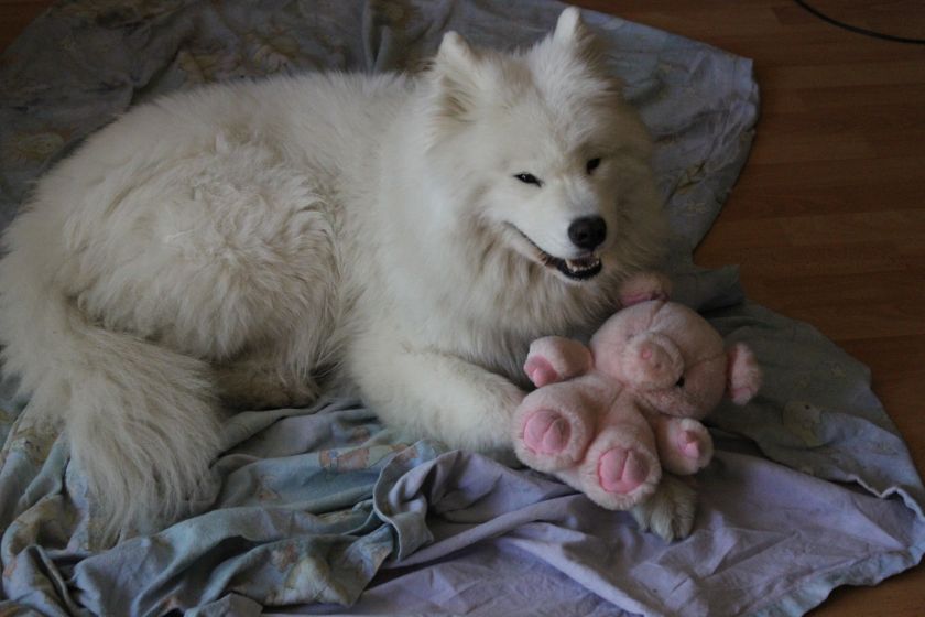 manja006.jpg