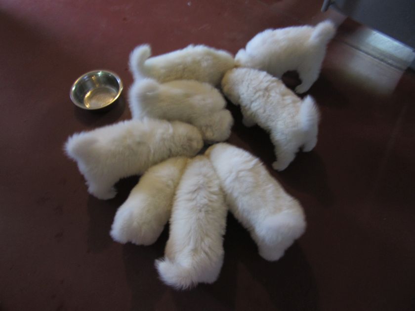 oseyer004.jpg