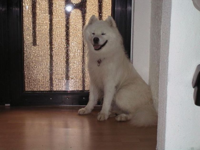 otto001.jpg