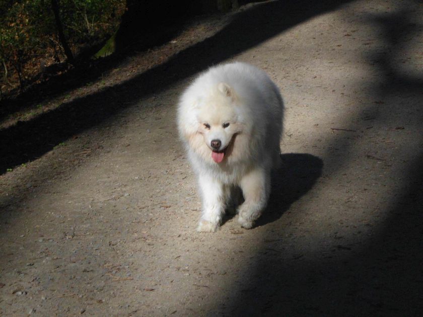 otto004.jpg