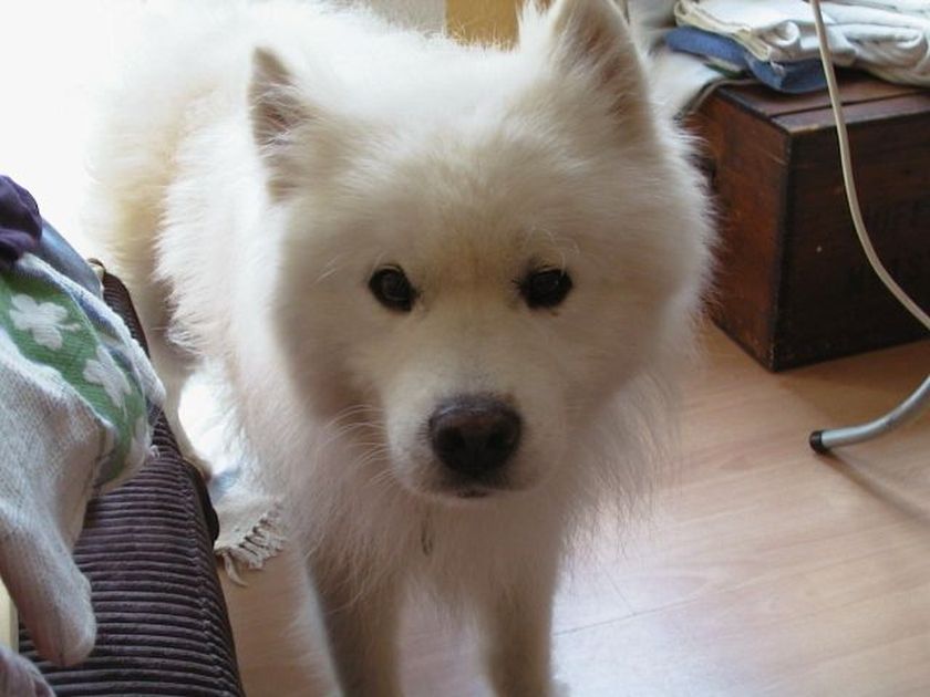 otto012.jpg