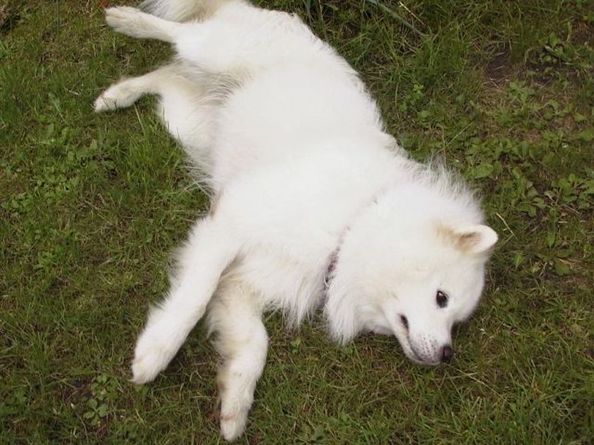 otto015.jpg