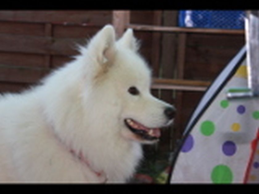 sam016.jpg