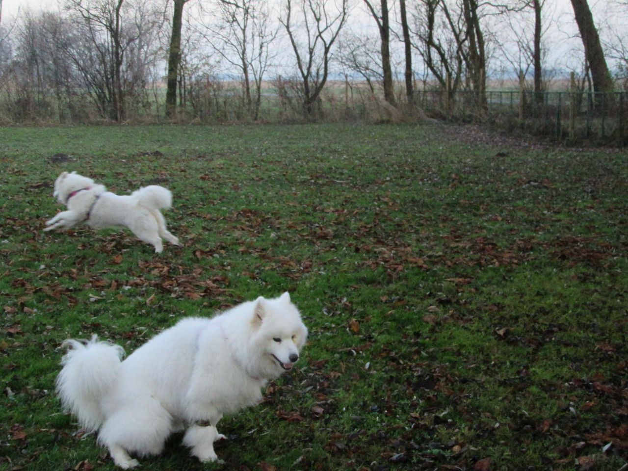 windhund001.jpg