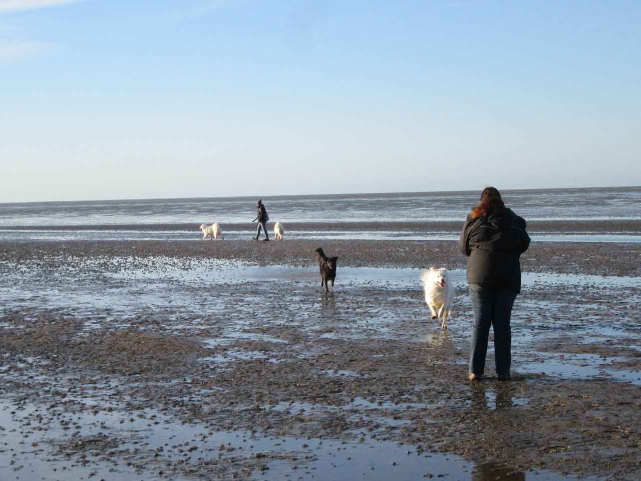 windhund003.jpg