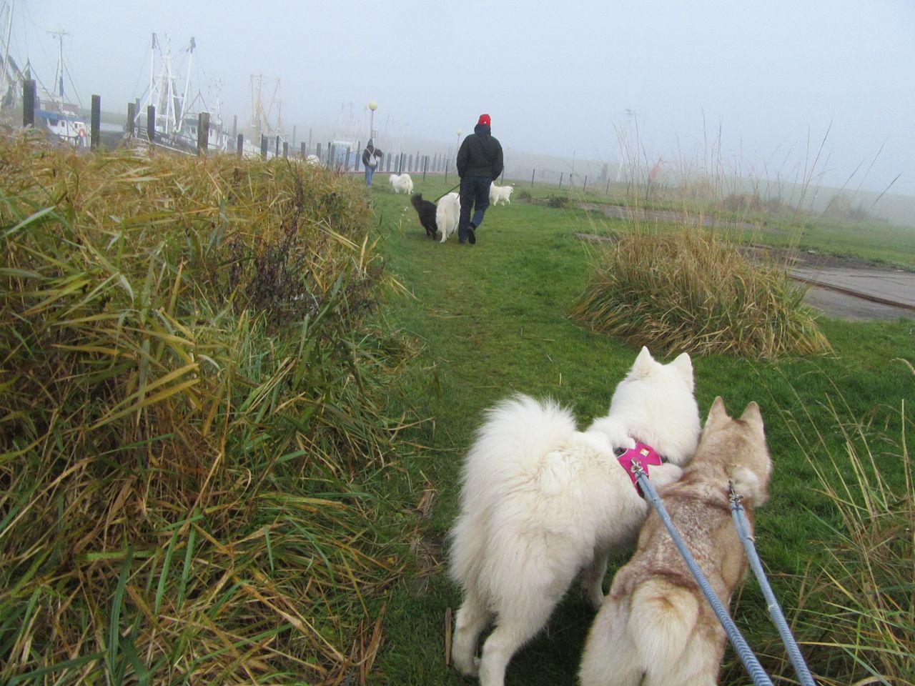 windhund005.jpg