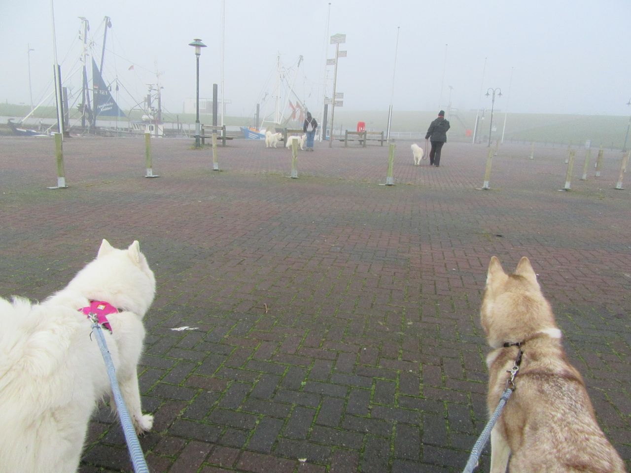 windhund006.jpg