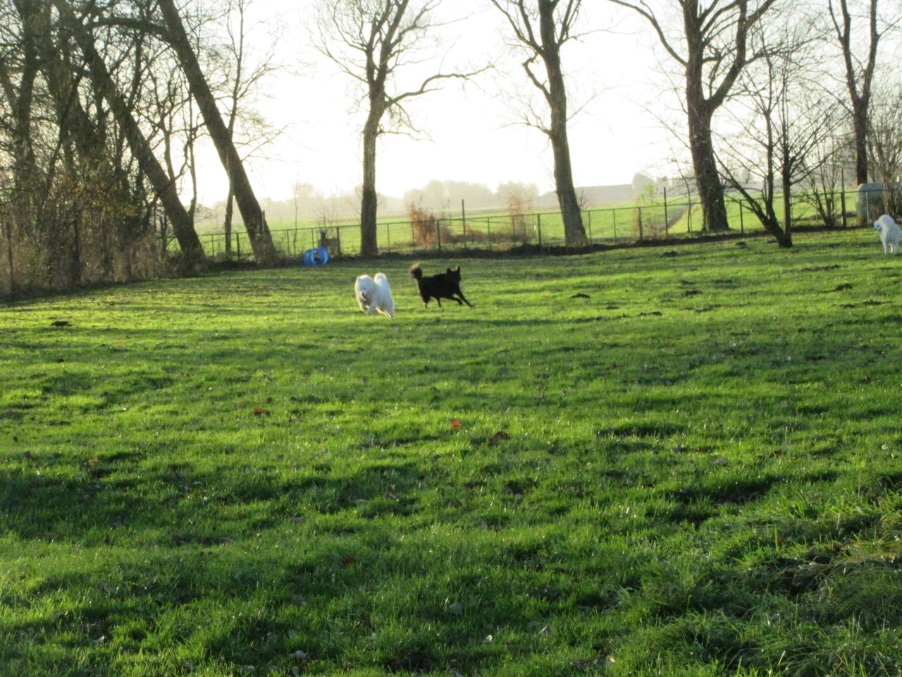 windhund009.jpg