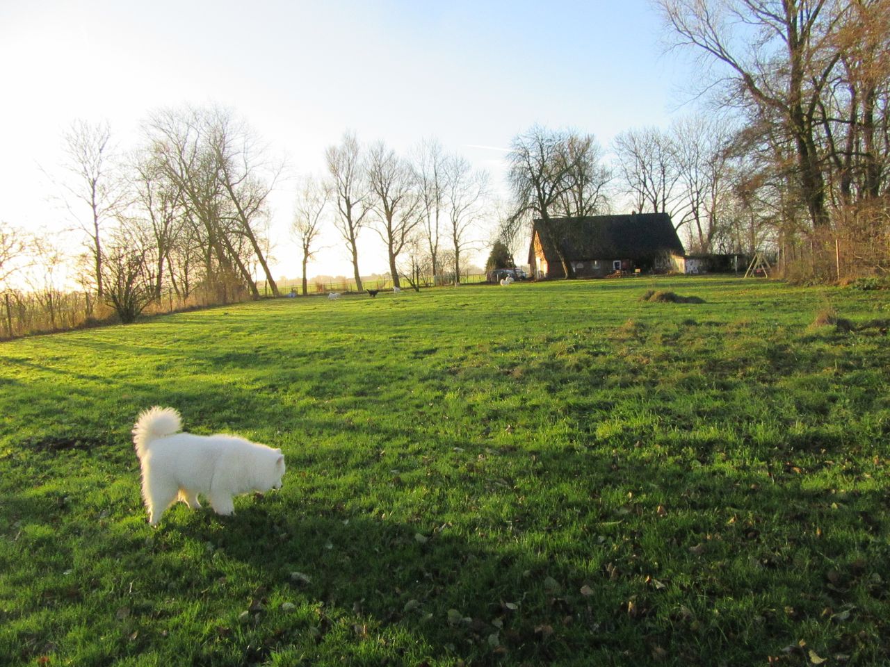 windhund011.jpg