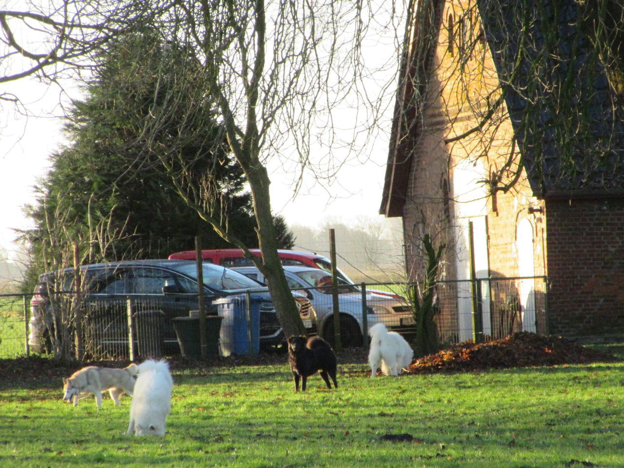 windhund012.jpg
