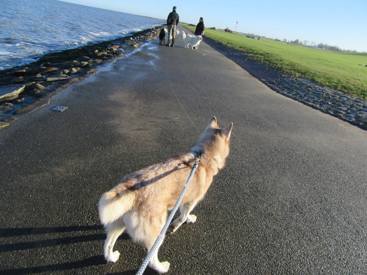 windhund013.jpg