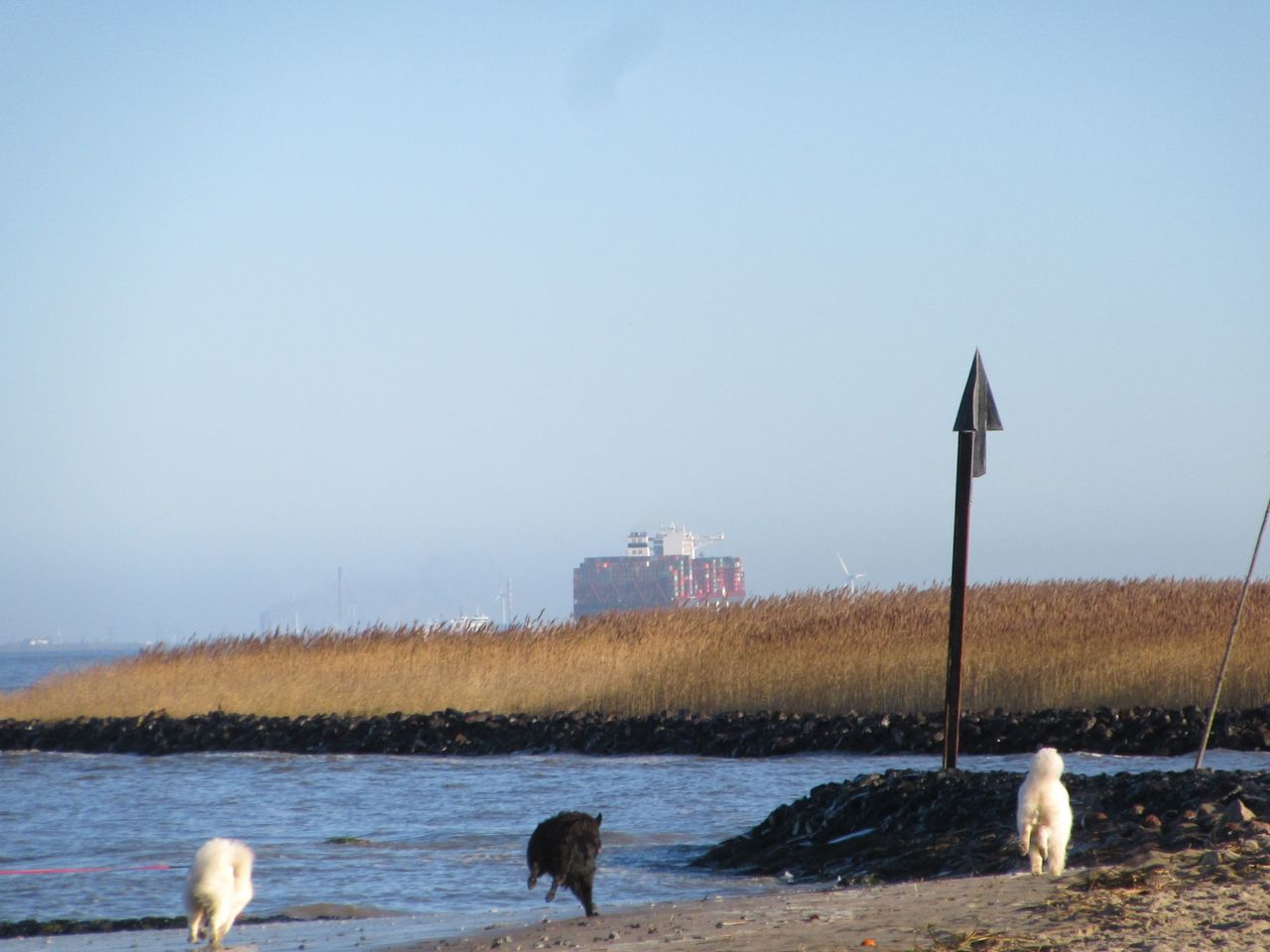 windhund014.jpg