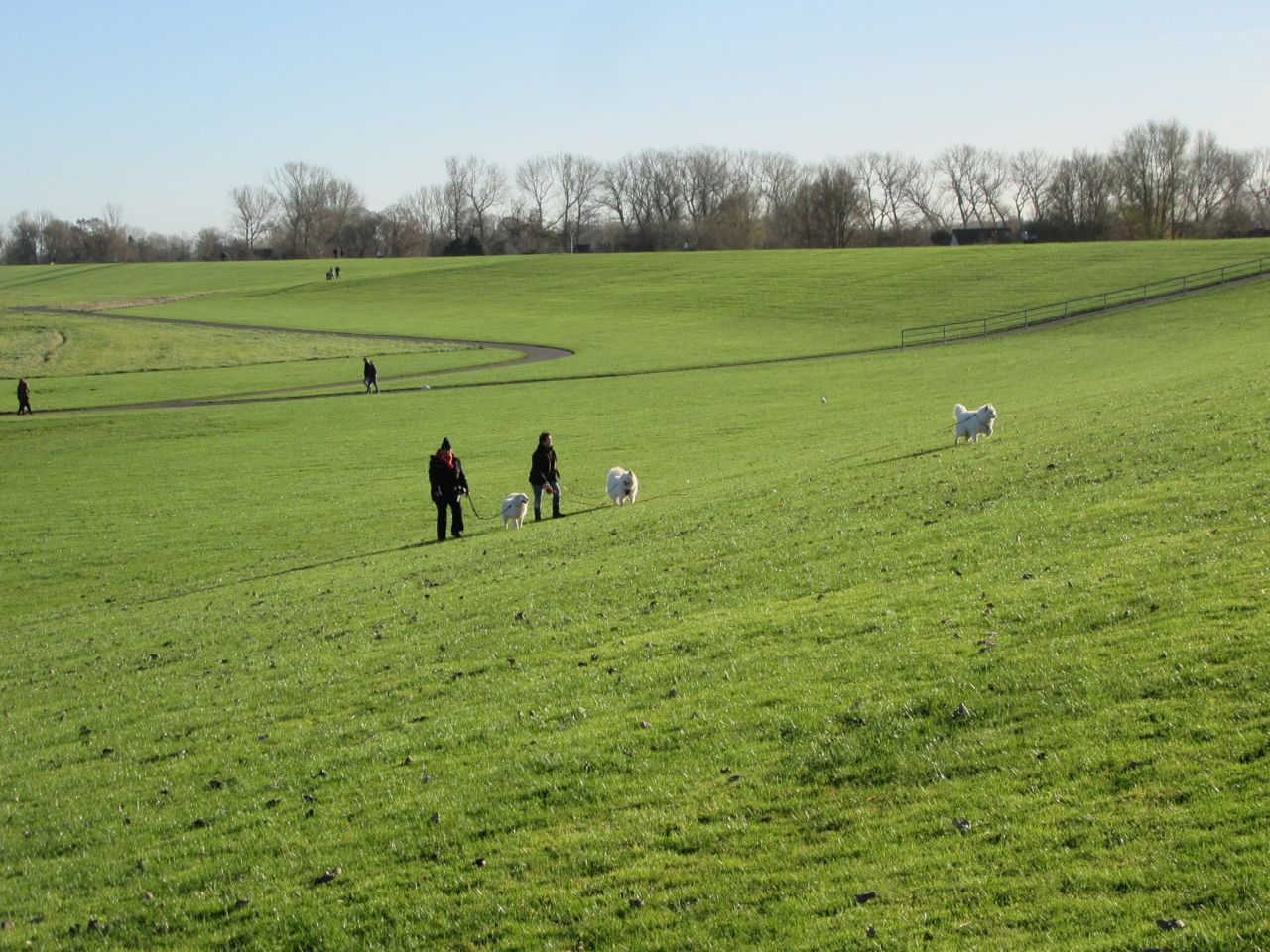 windhund015.jpg
