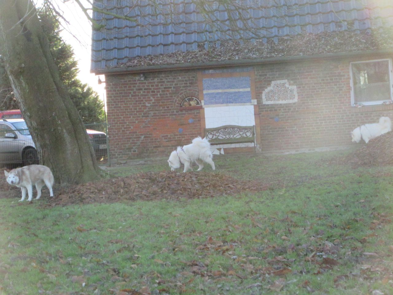 windhund016.jpg