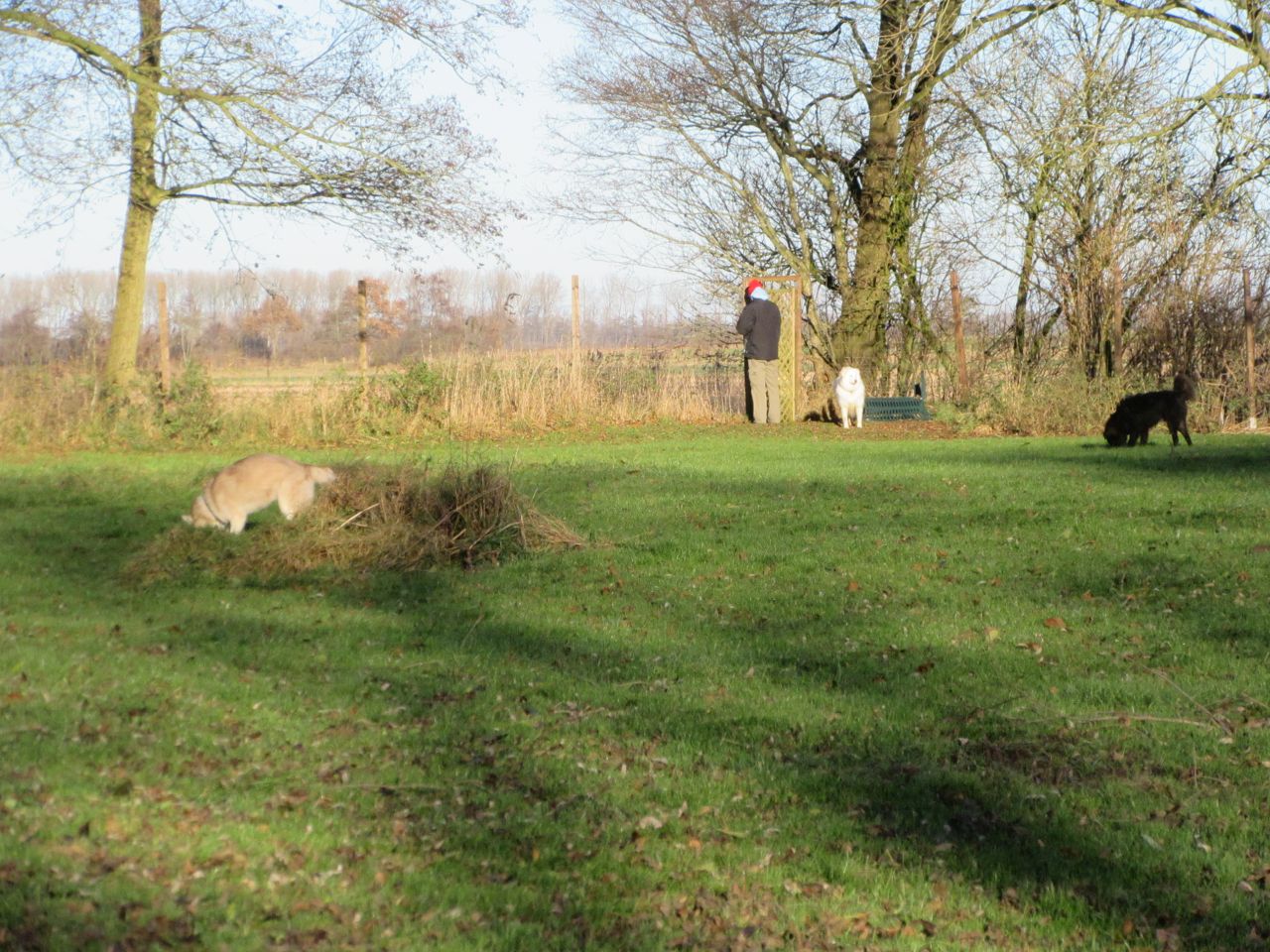 windhund018.jpg