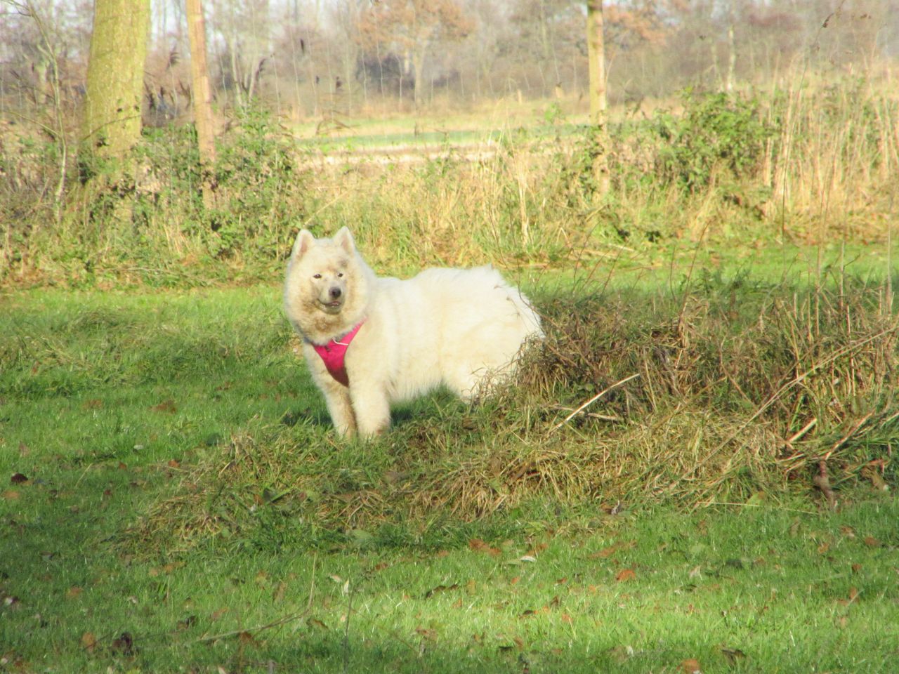 windhund021.jpg