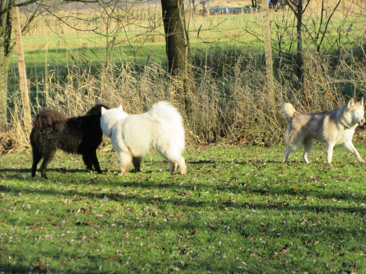 windhund022.jpg